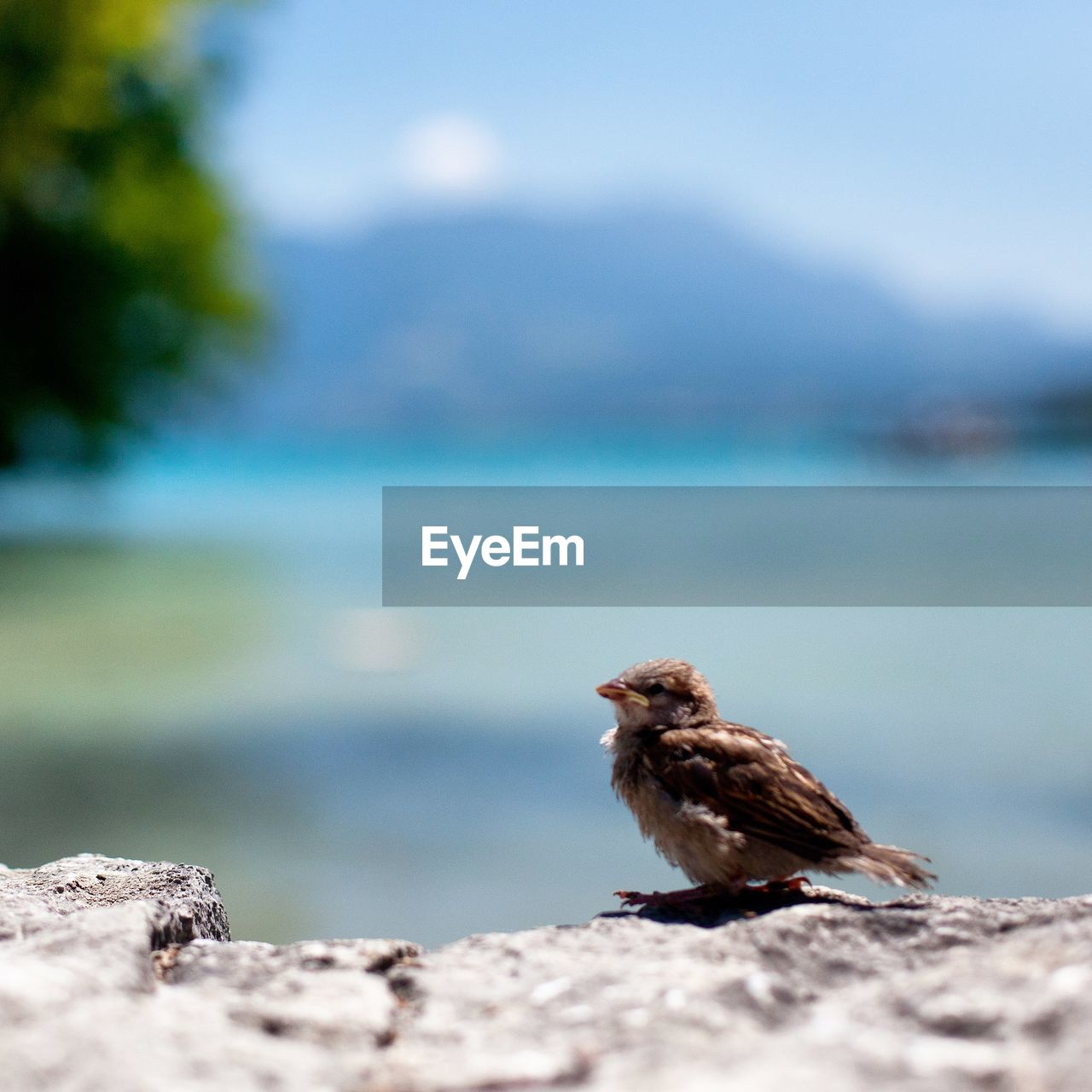 Close-up of bird perching on rock by sea against sky