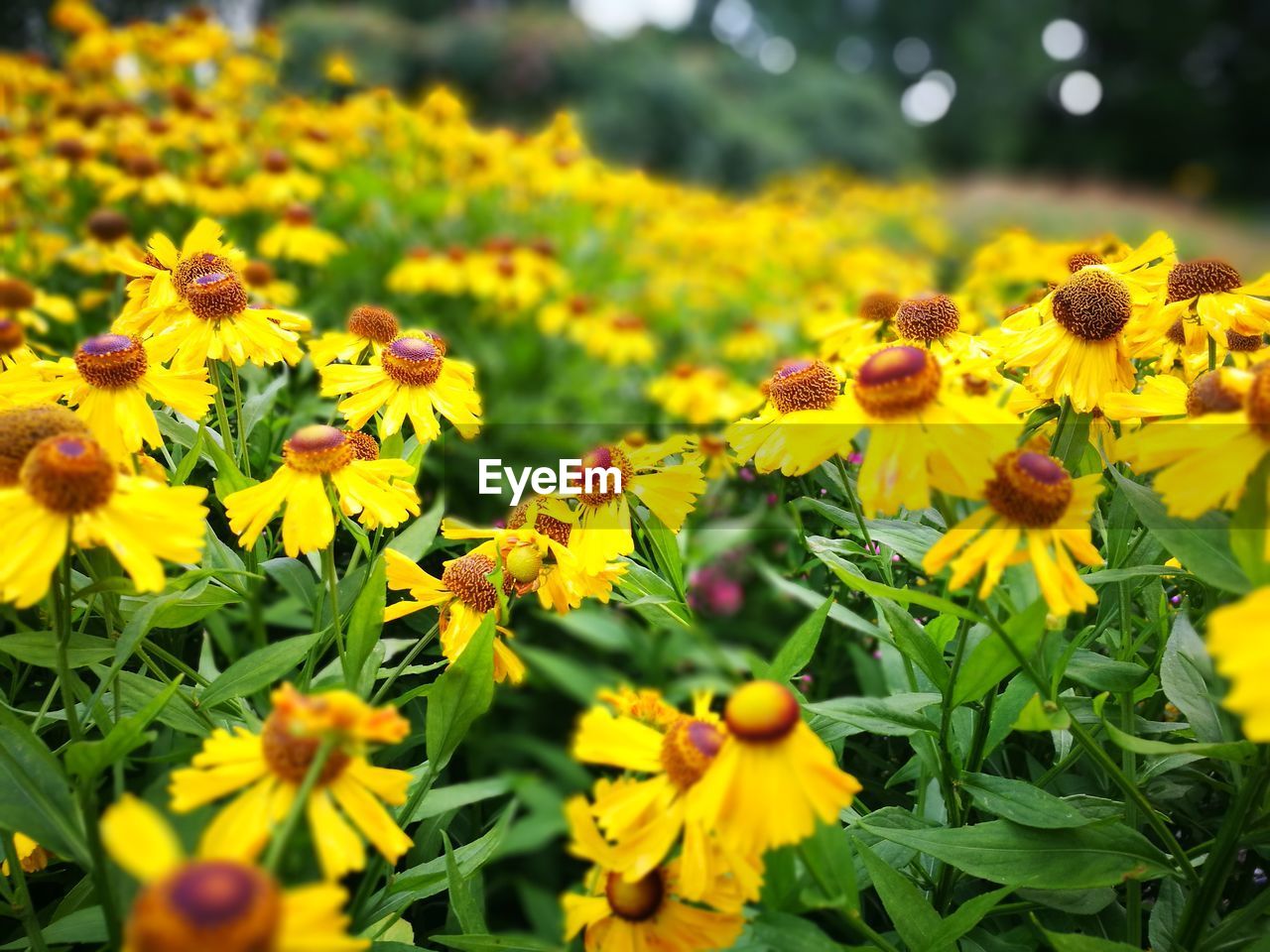 CLOSE-UP OF YELLOW FLOWERS IN PARK