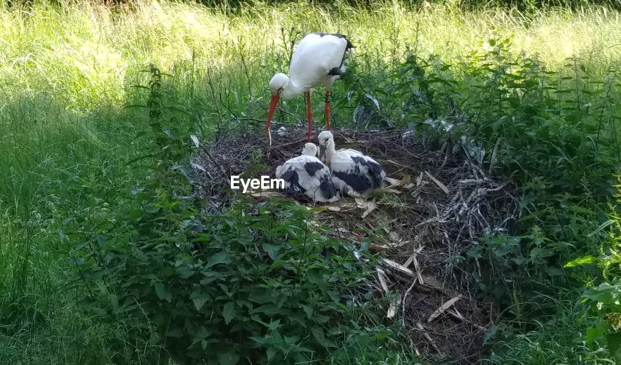 VIEW OF BIRDS ON GRASS