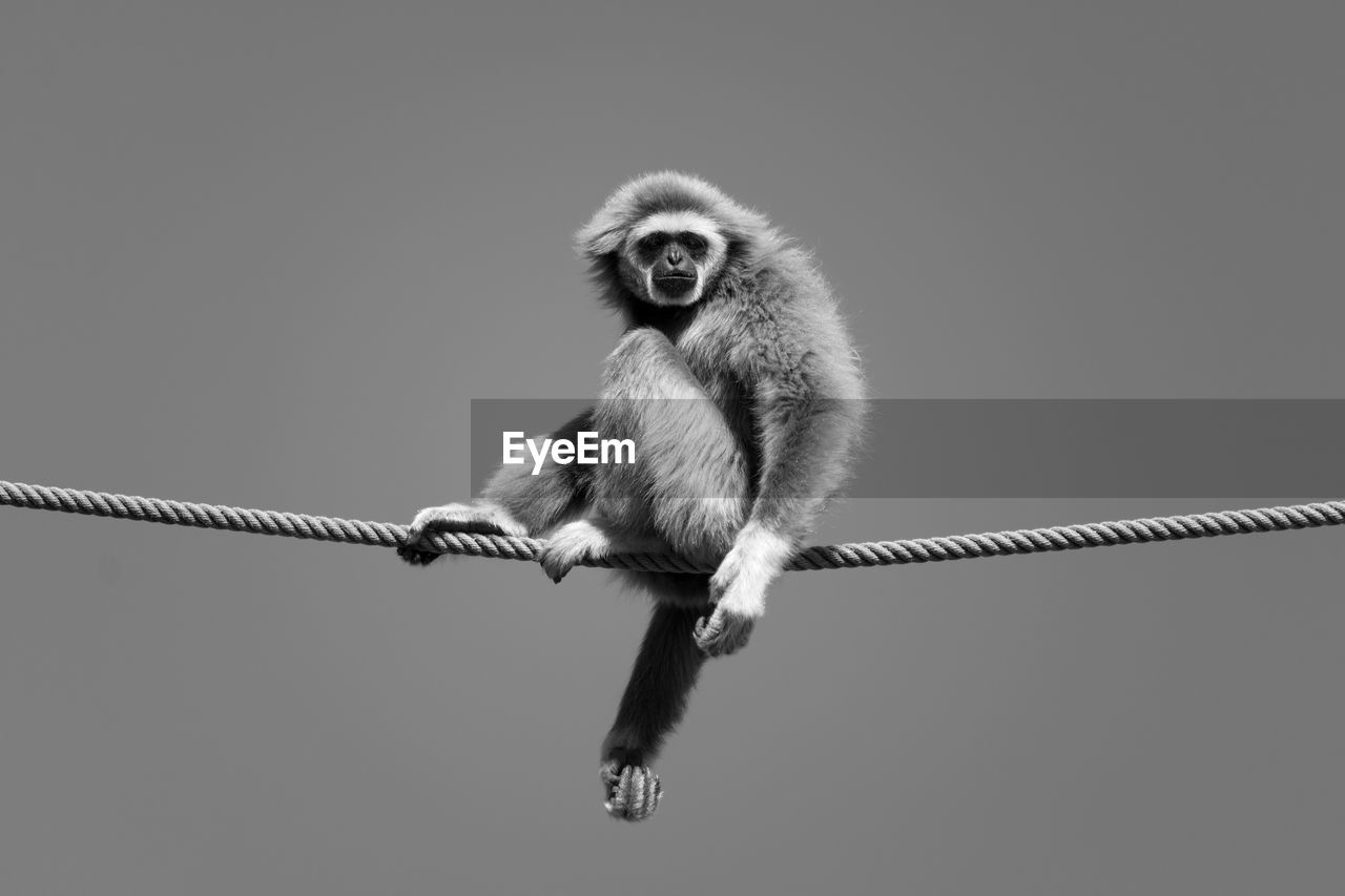 Low angle view of monkey sitting on rope against clear sky