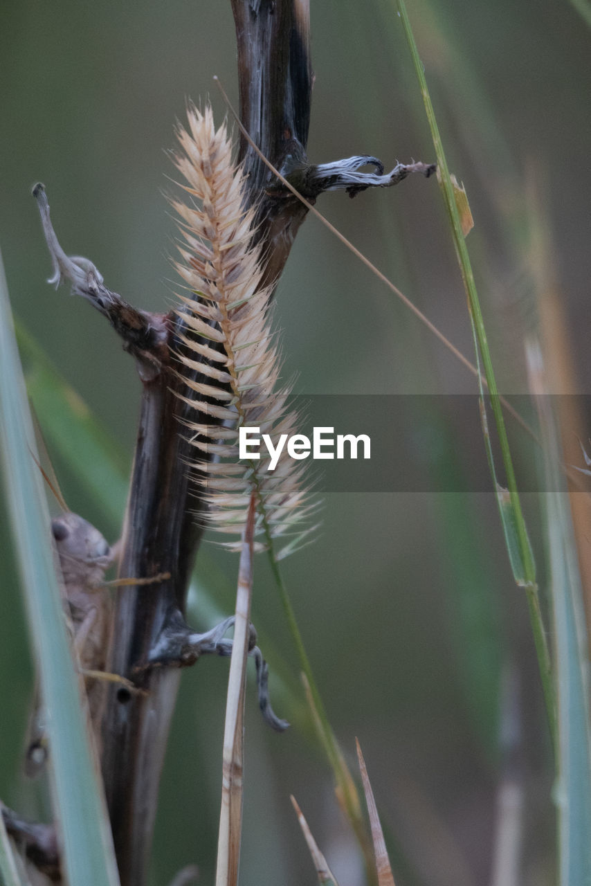 CLOSE-UP OF BIRD