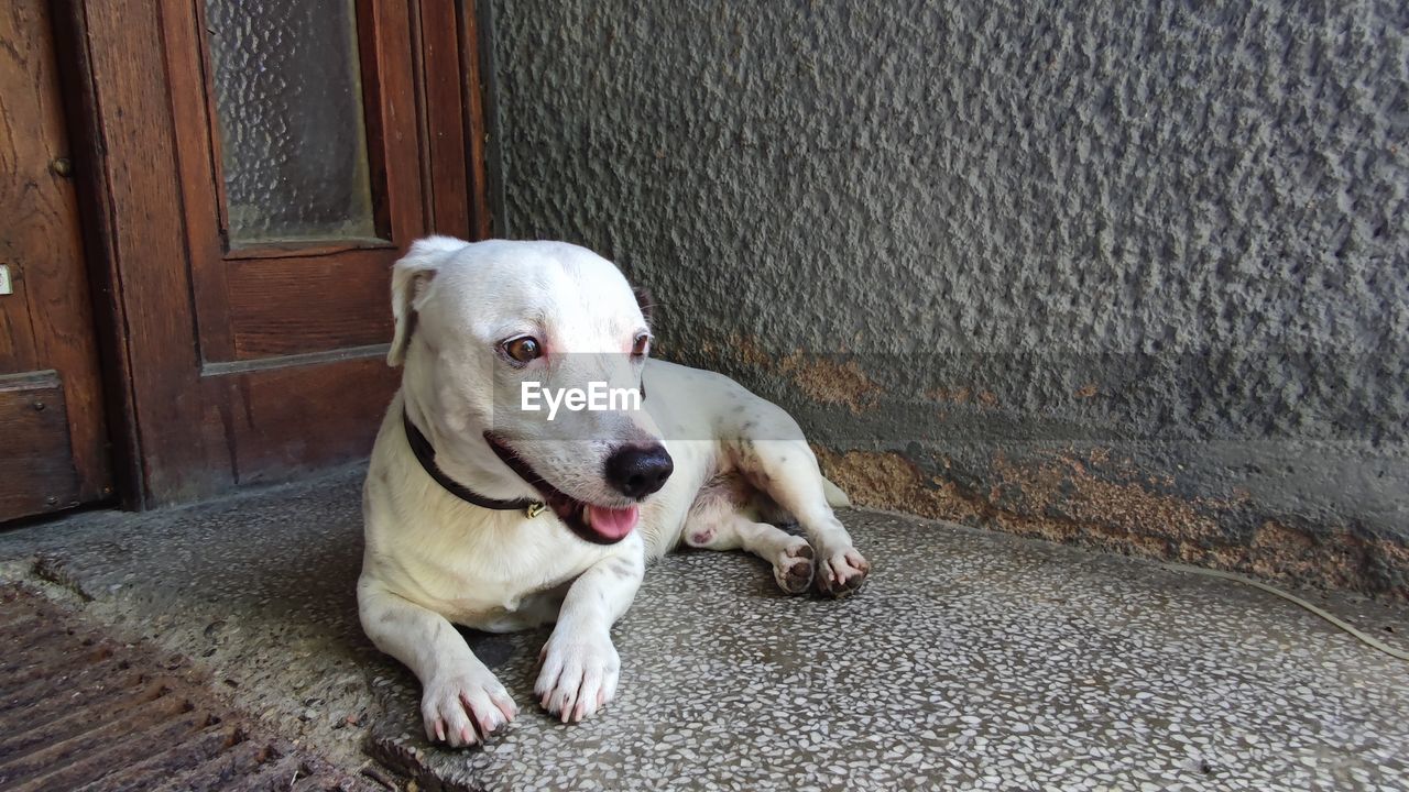 High angle view of dog sitting on door