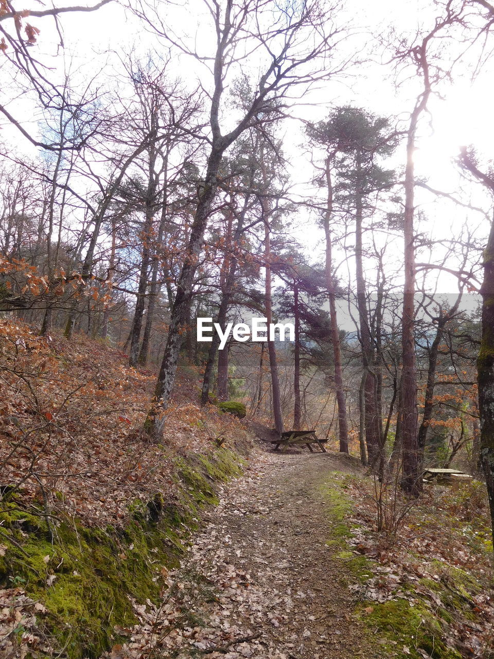 TREES IN FOREST DURING AUTUMN