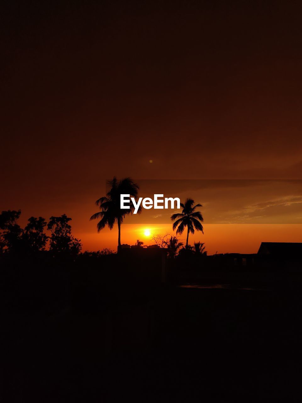 Silhouette palm trees against sky during sunset