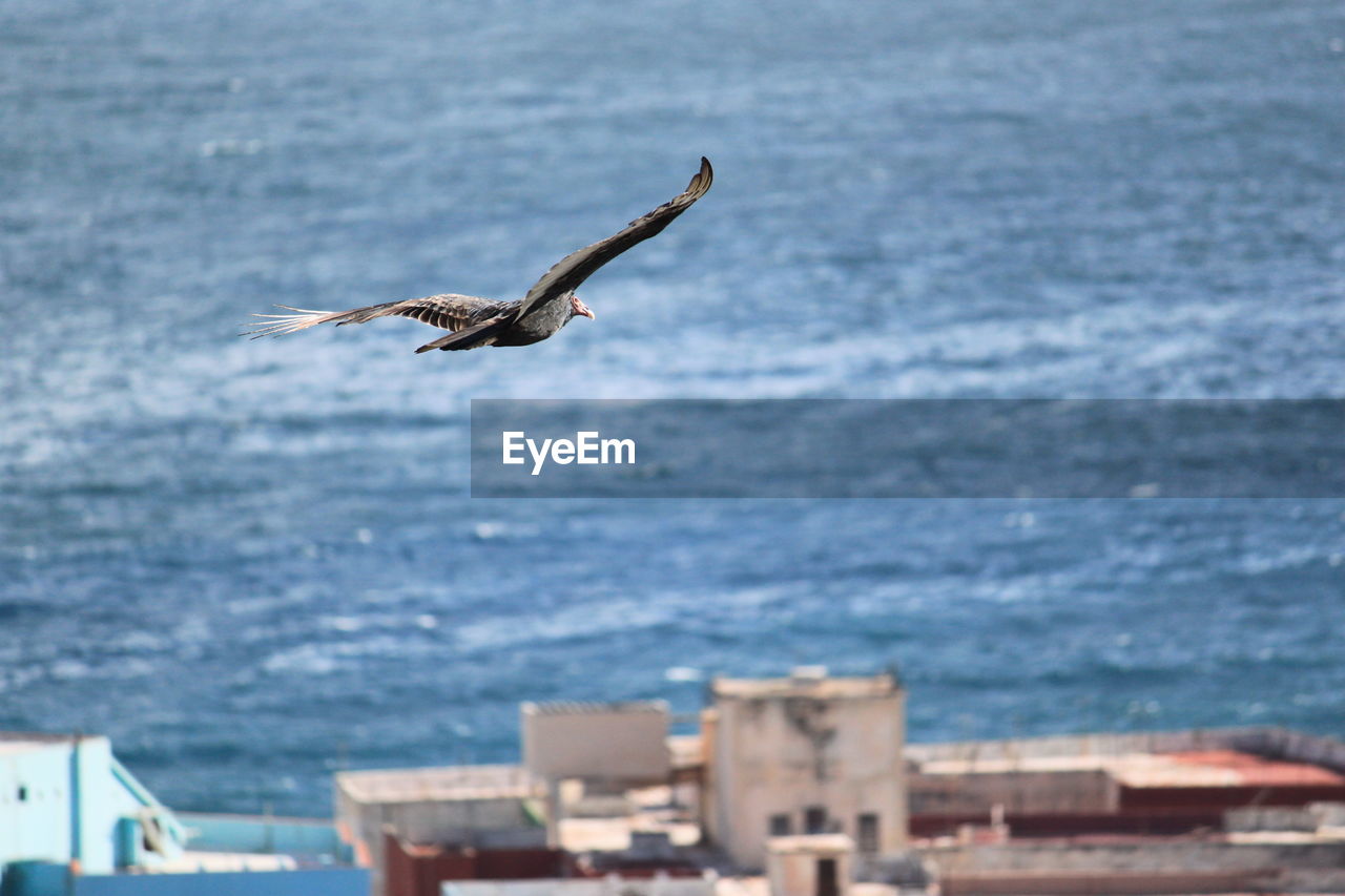 SEAGULL FLYING ABOVE SEA