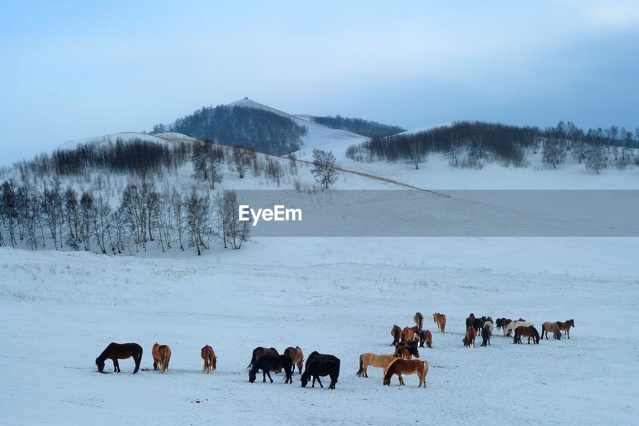 Horses on snow field against sky