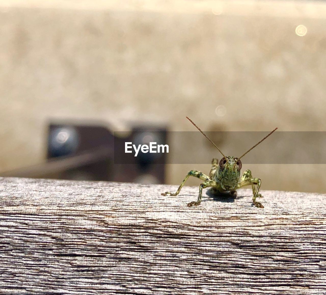 CLOSE-UP OF GRASSHOPPER