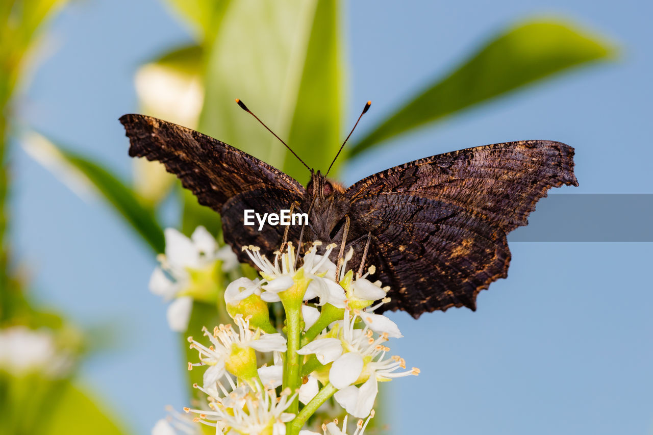 Close-up of butterfly on plant