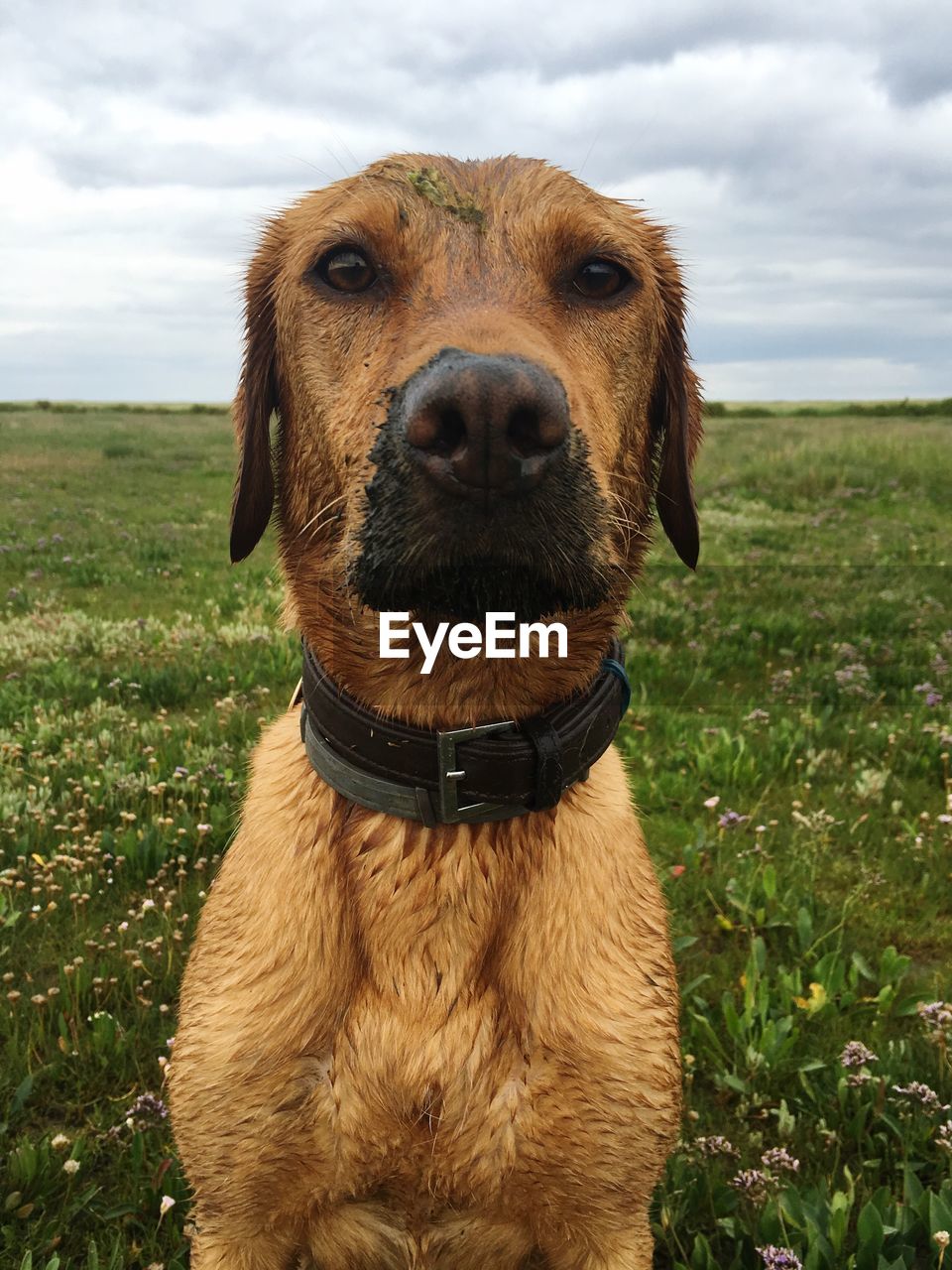 CLOSE-UP PORTRAIT OF DOG ON FIELD