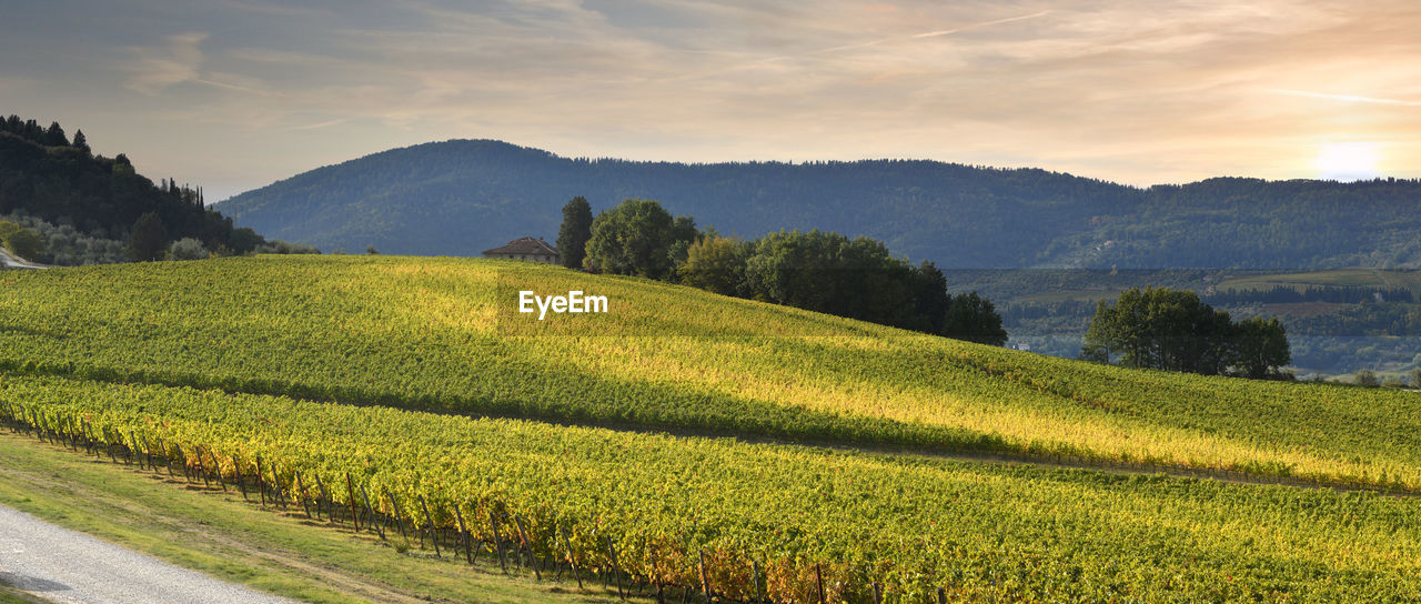 SCENIC VIEW OF FARMS AGAINST SKY