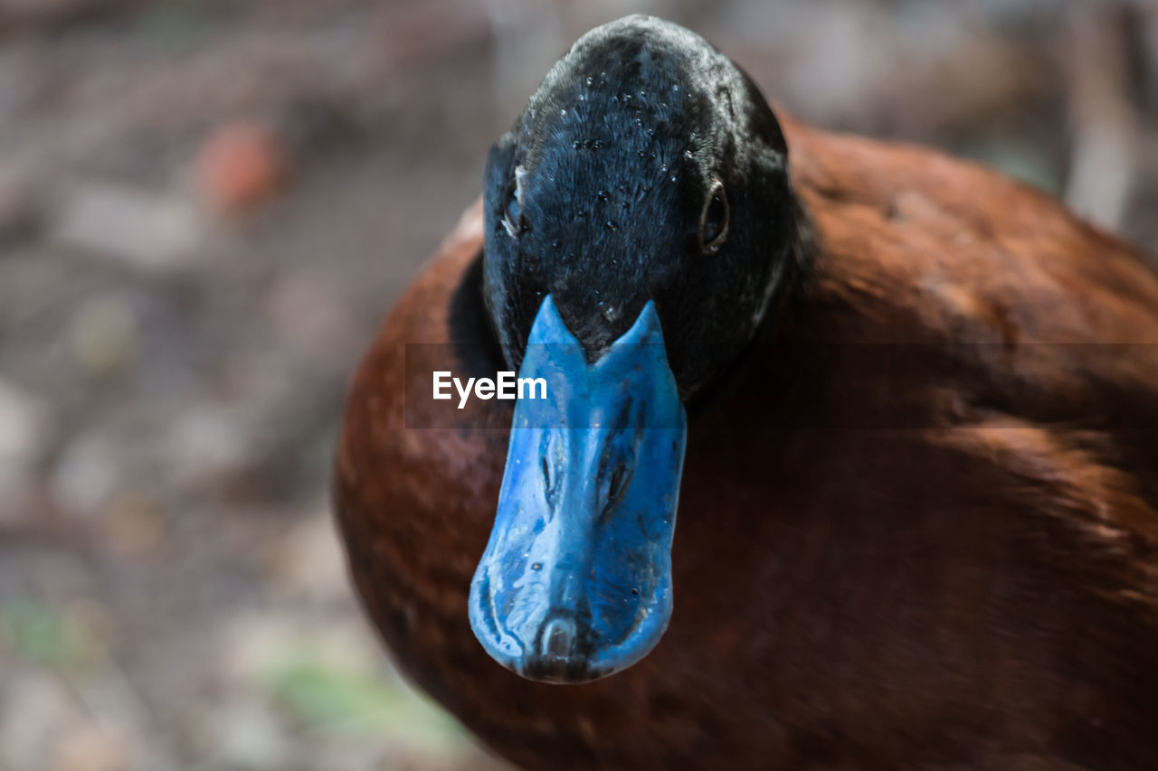 CLOSE-UP OF BLUE BIRD