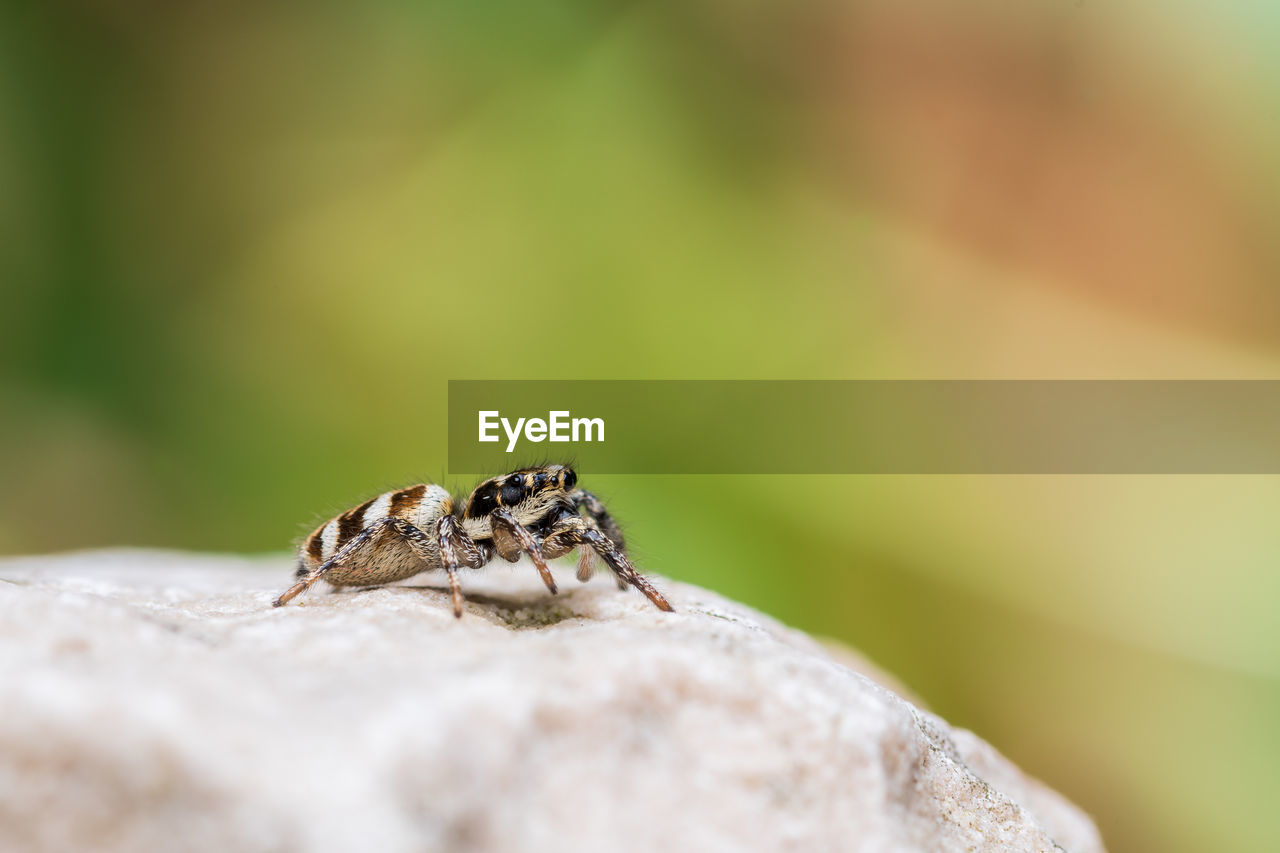 CLOSE-UP OF BUTTERFLY ON ROCK