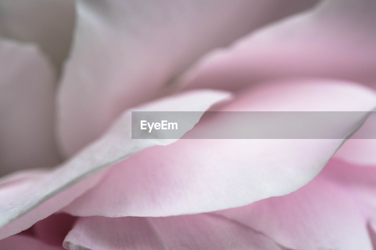 CLOSE-UP OF PINK ROSE