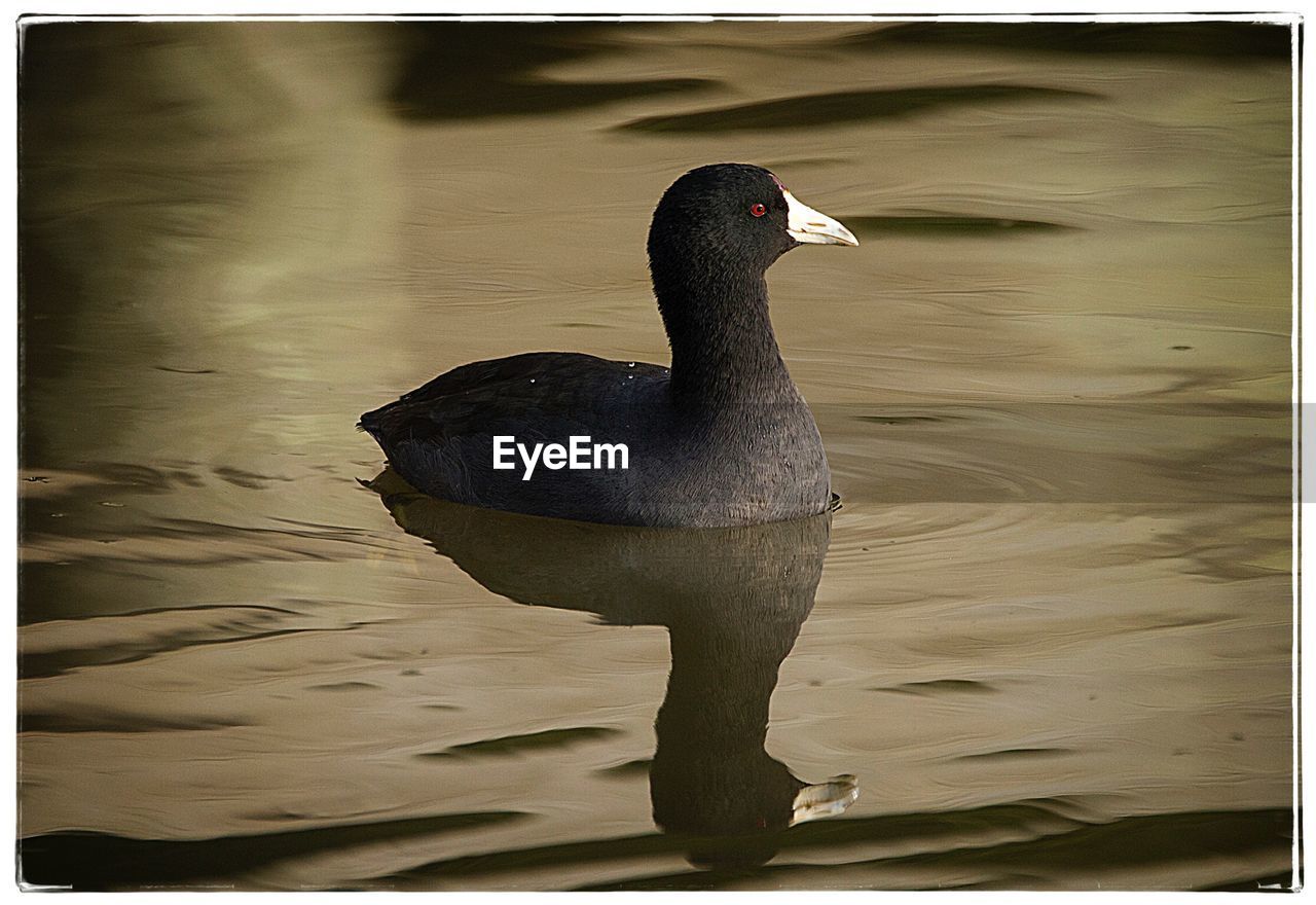 CLOSE-UP OF DUCKS SWIMMING ON LAKE