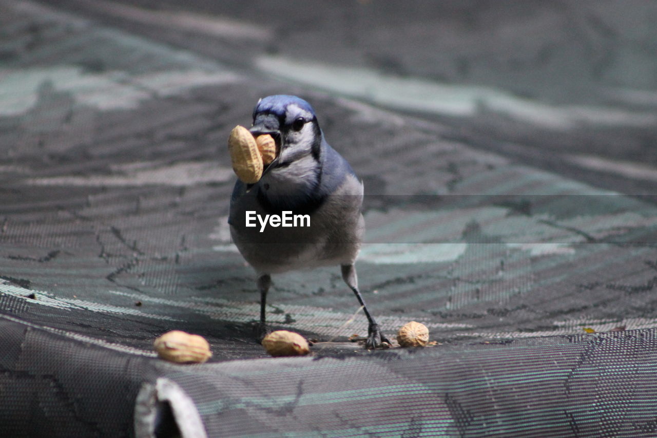 CLOSE-UP OF BIRD PERCHING ON FLOOR