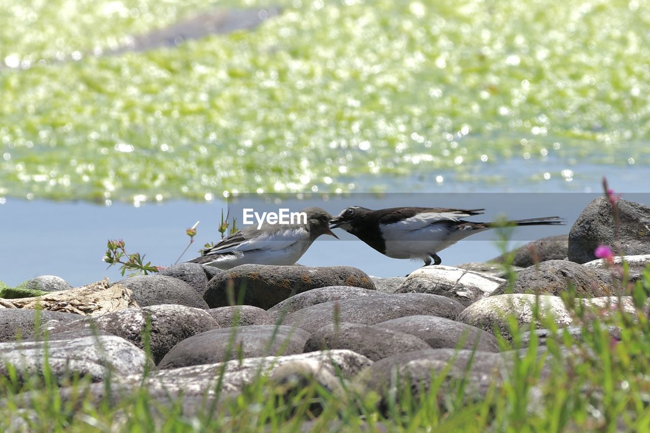 animal, animal themes, wildlife, bird, animal wildlife, group of animals, nature, plant, water, no people, grass, day, outdoors, water bird, selective focus, seabird, lake, beauty in nature, flower