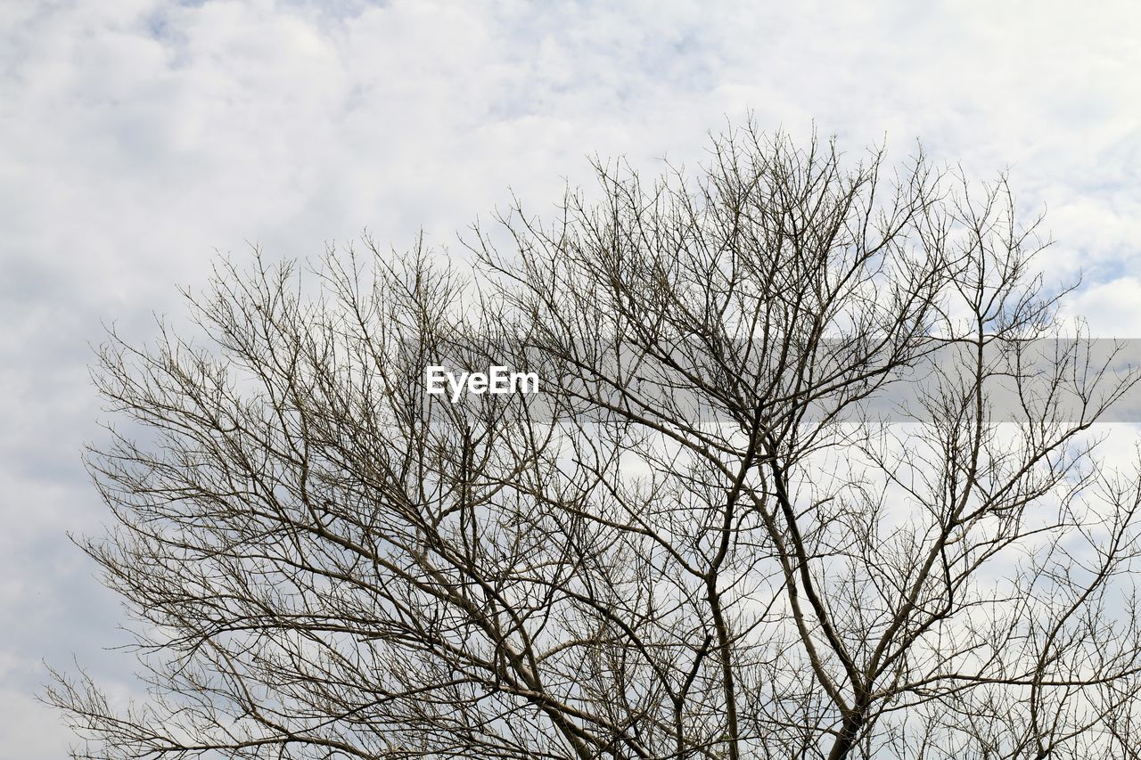 LOW ANGLE VIEW OF SILHOUETTE BARE TREES AGAINST SKY