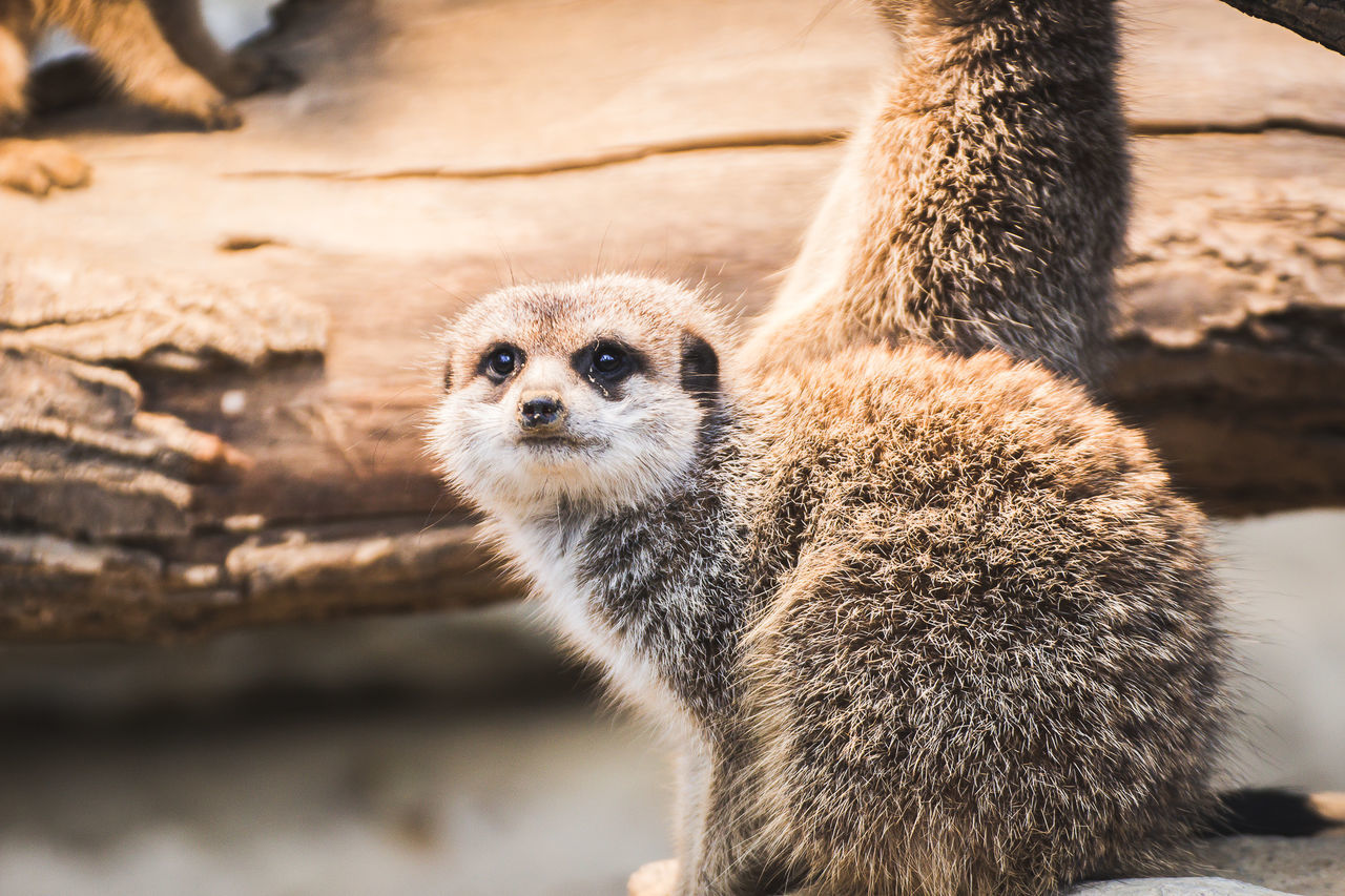 Close-up of meerkat