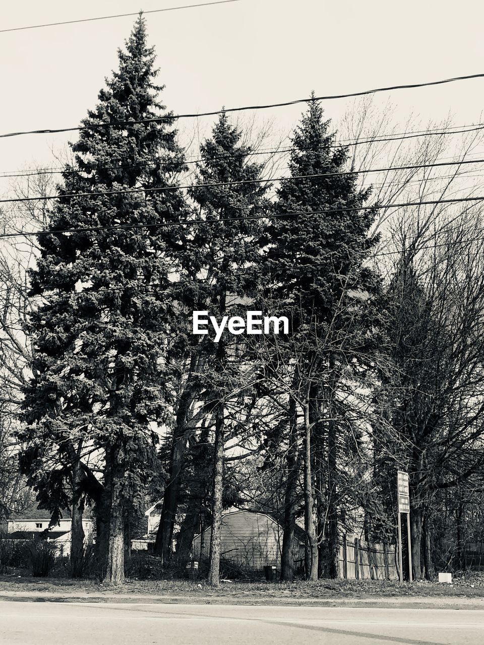 Trees by road in forest against sky