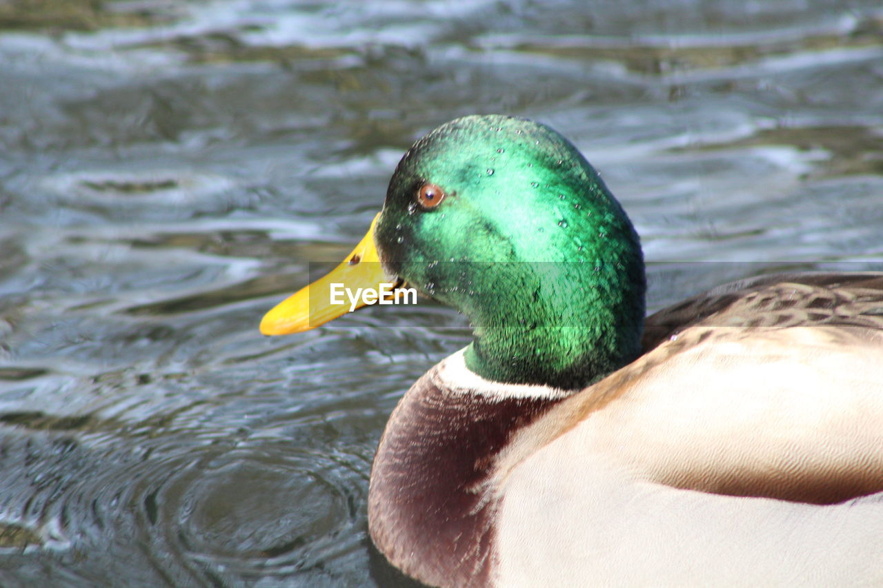 CLOSE-UP OF DUCK IN LAKE