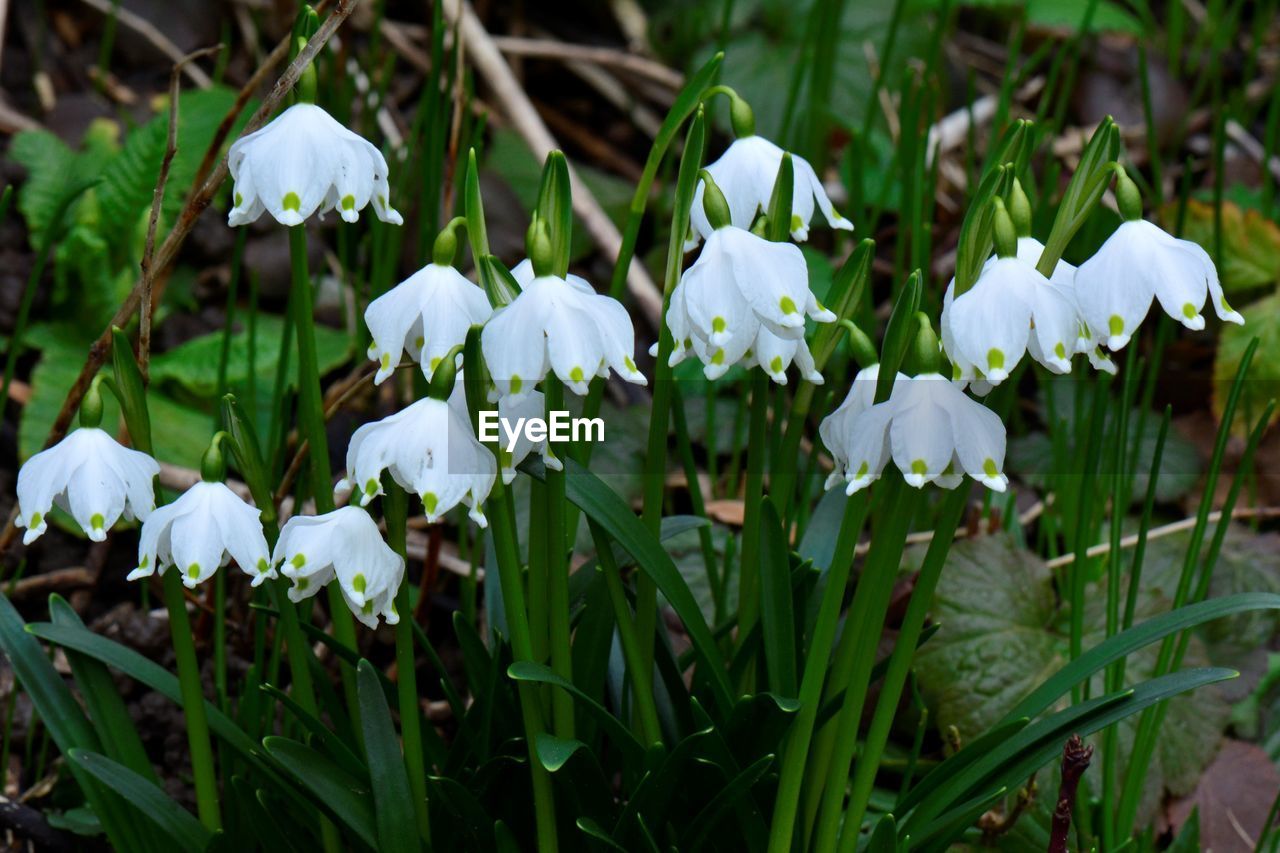 WHITE FLOWERS BLOOMING OUTDOORS