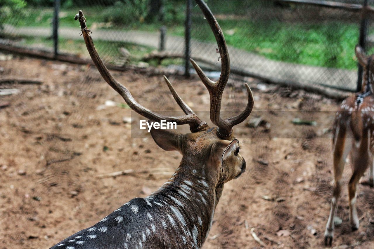 Deer in zoo