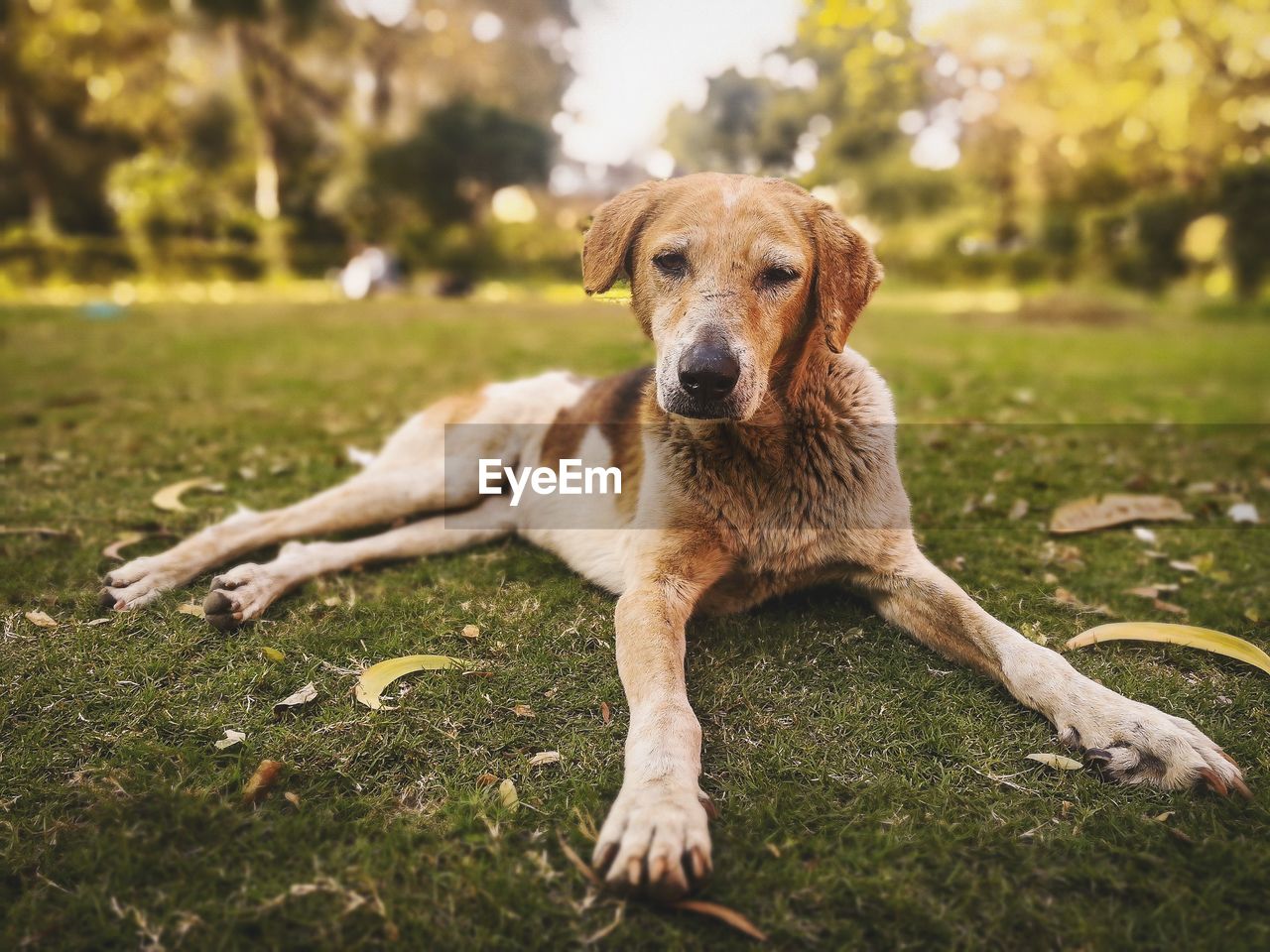 PORTRAIT OF DOG ON FIELD