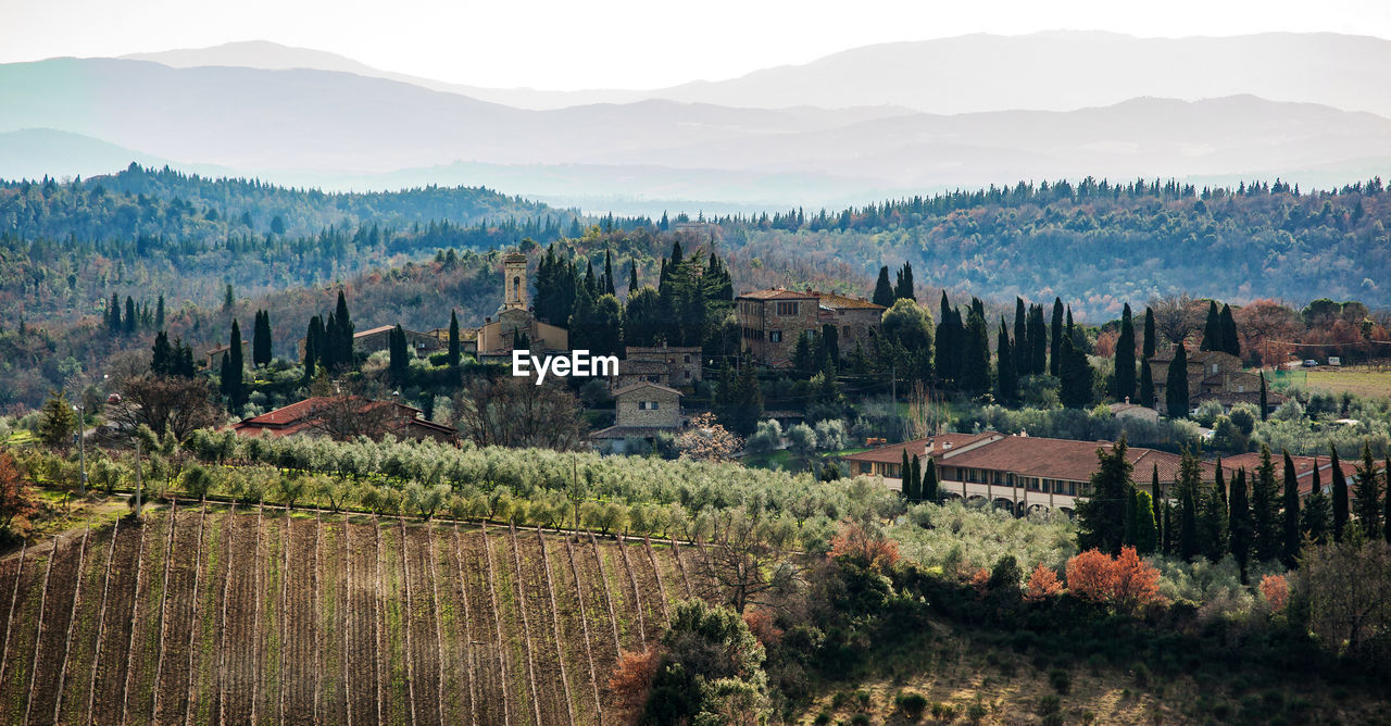 Tuscany hills rural countryside landscape, cypress passages and vineyards. wheat, olives cultivation