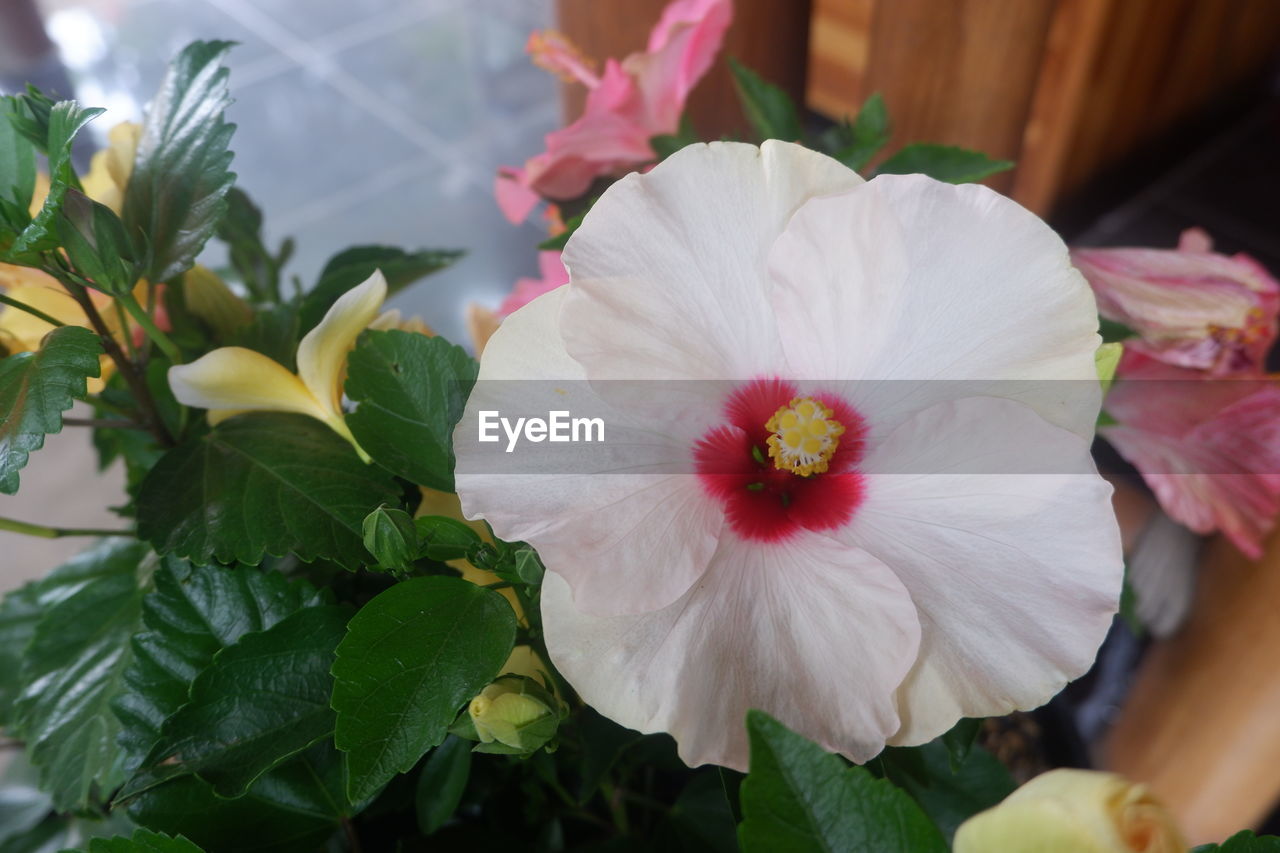 CLOSE-UP OF WHITE HIBISCUS FLOWERS