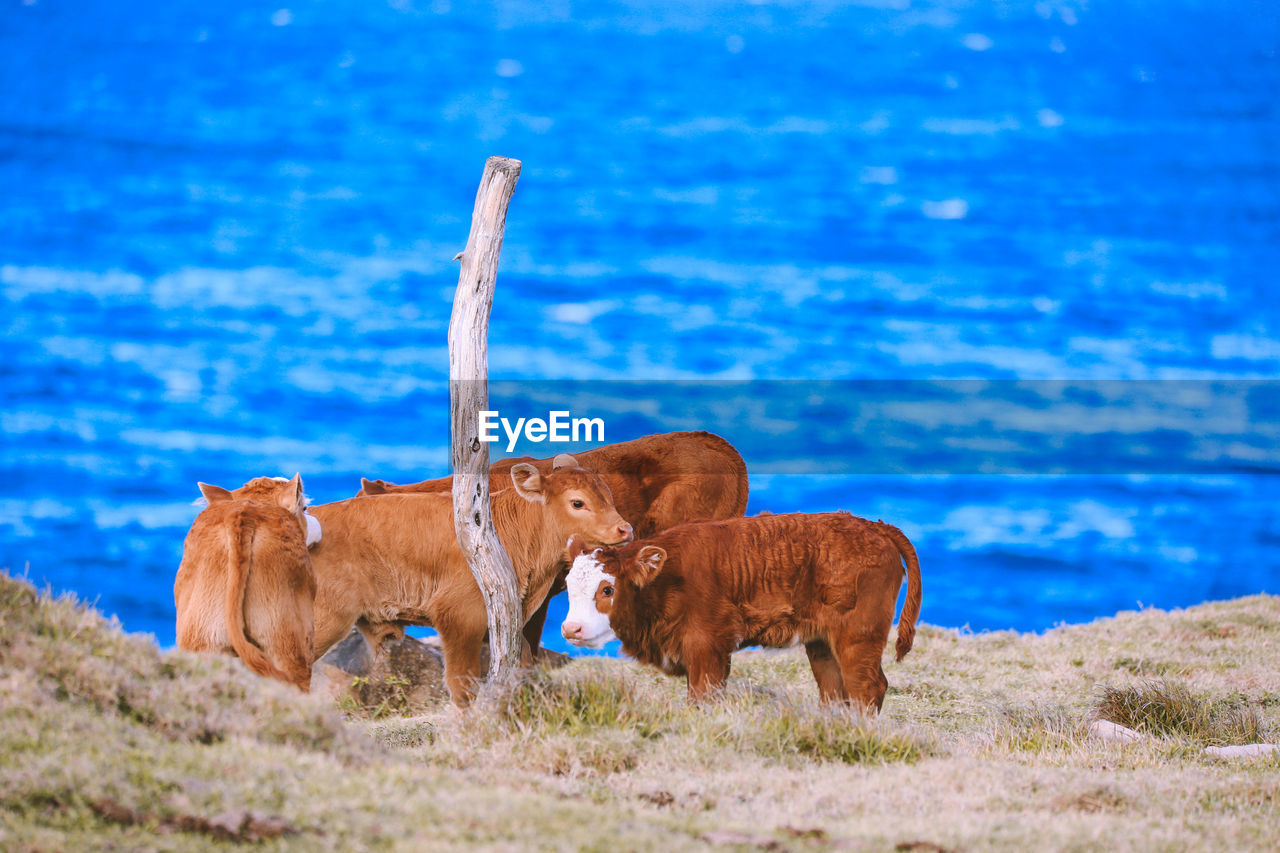 COW ON A FIELD