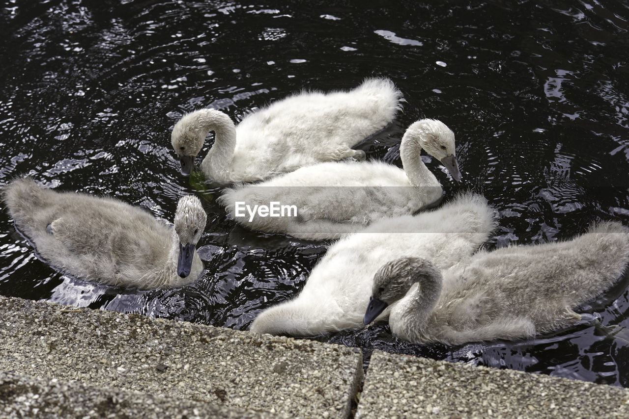 Cygnets in a lake