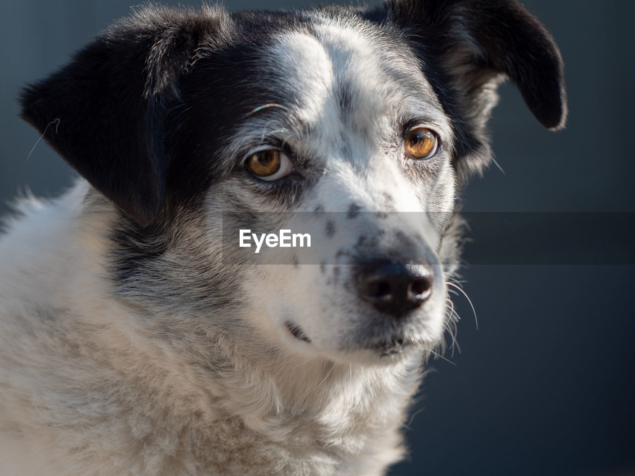 Close-up portrait of dog