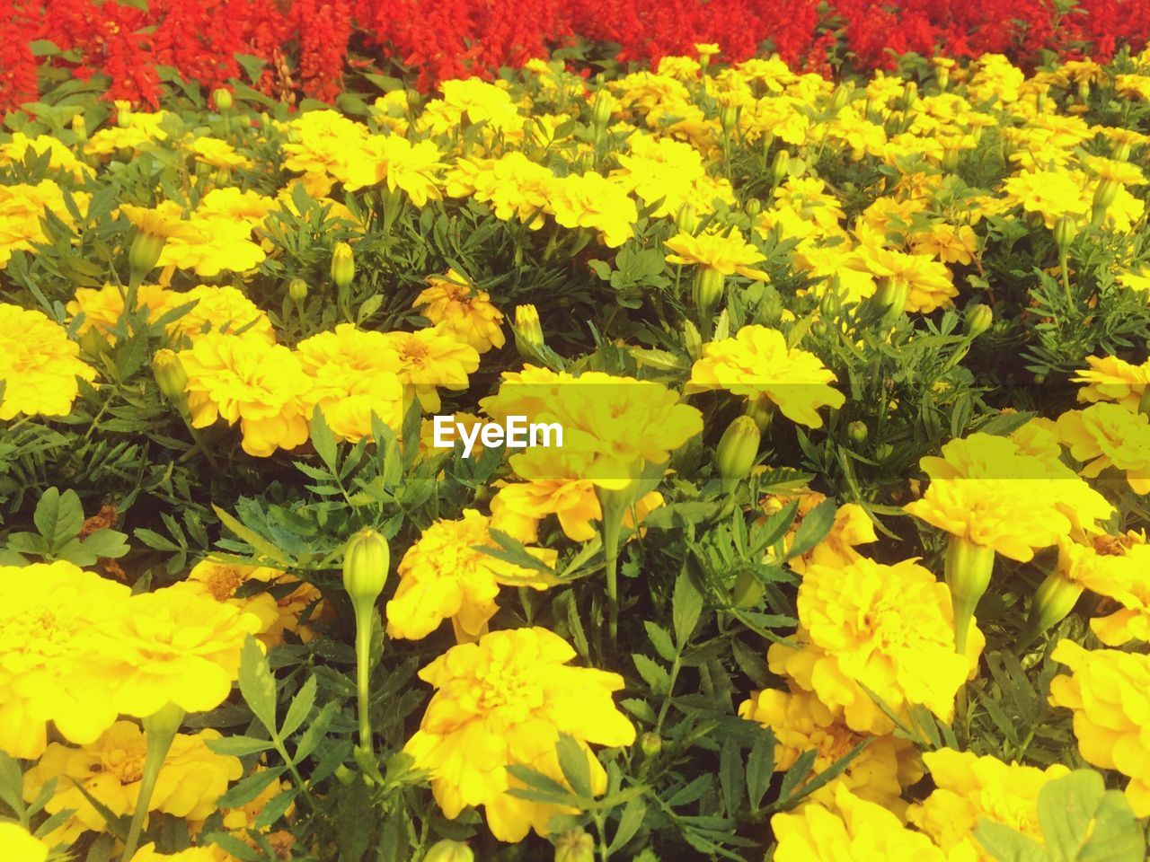 CLOSE-UP OF YELLOW FLOWERS