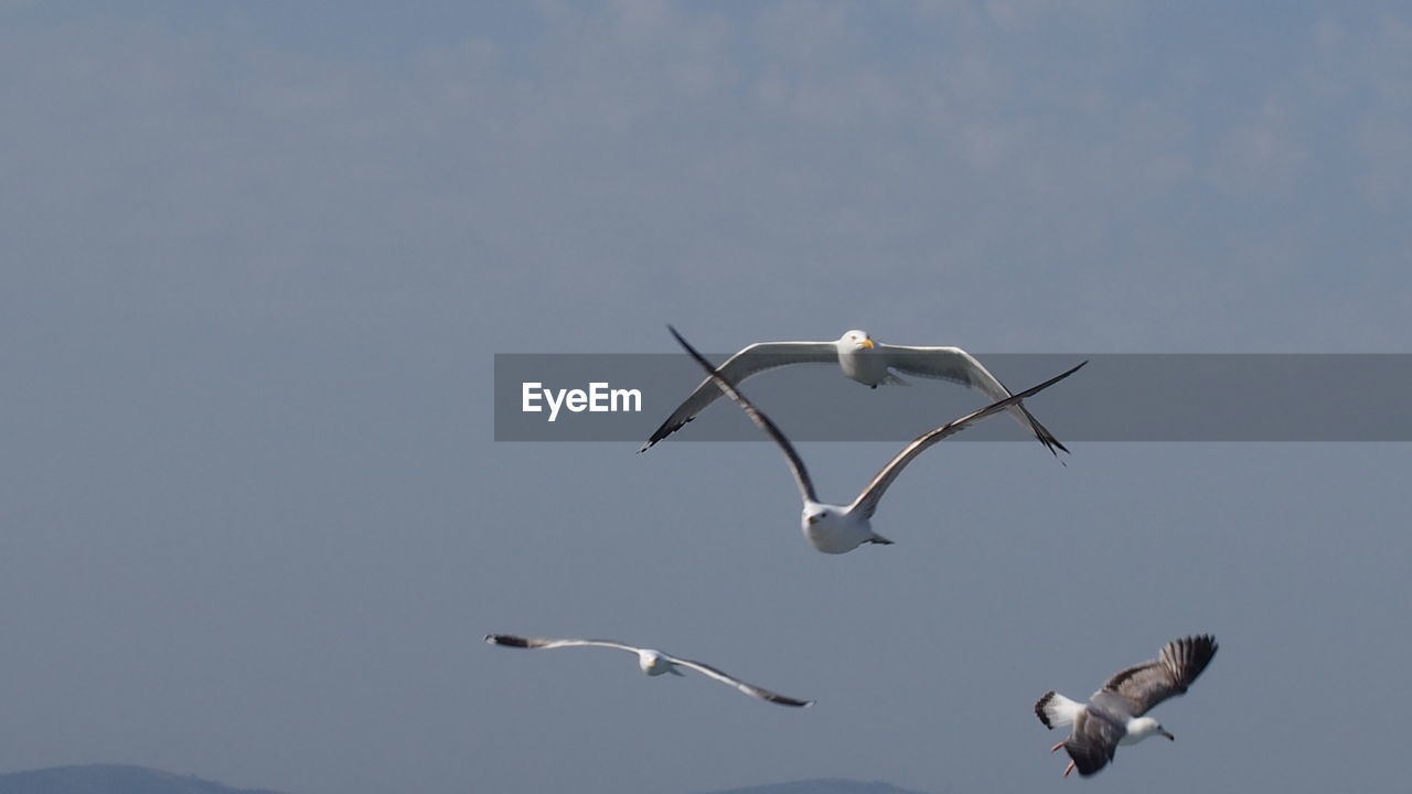 LOW ANGLE VIEW OF SEAGULLS FLYING AGAINST SKY