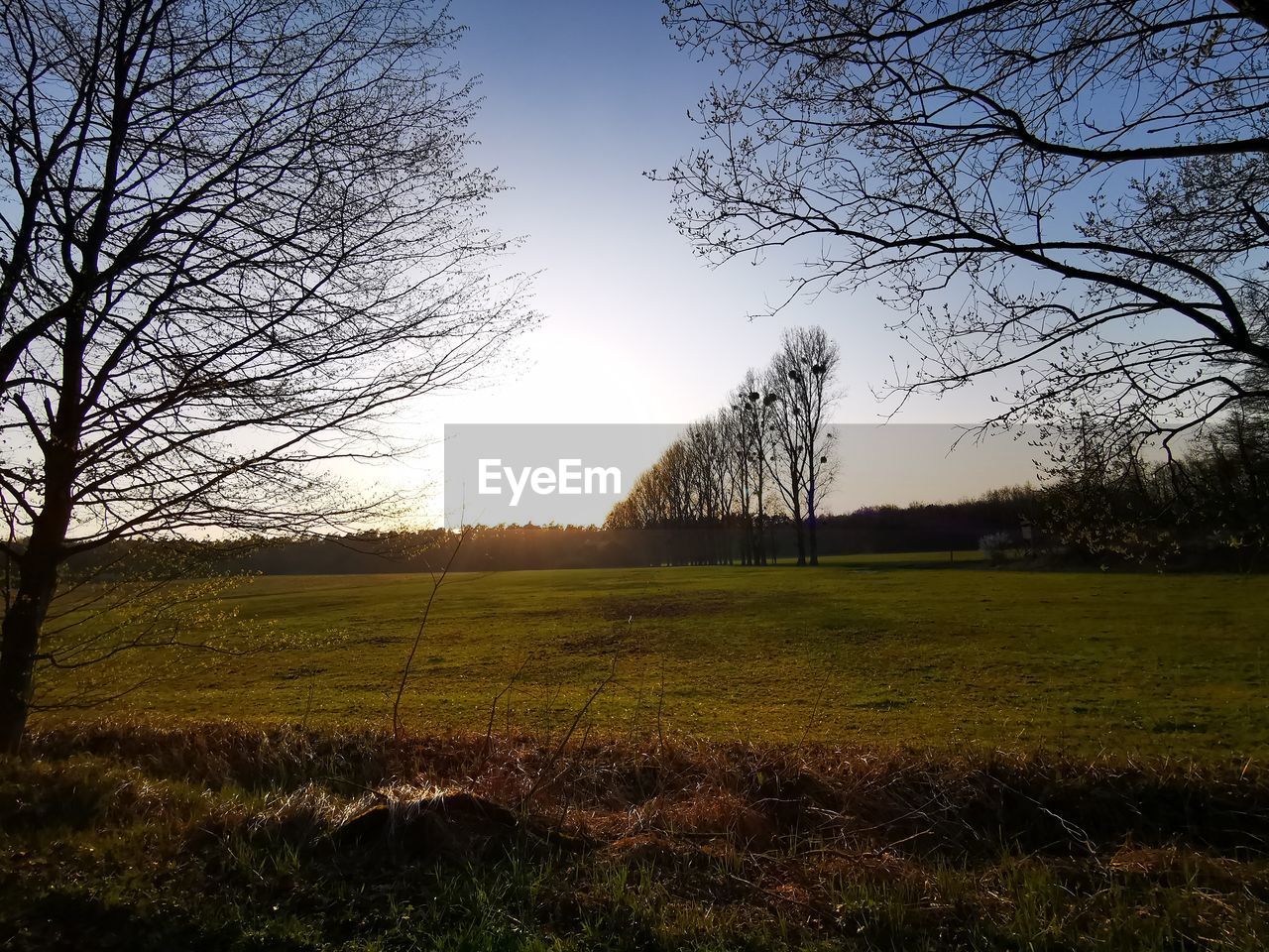 BARE TREES ON FIELD AGAINST SKY