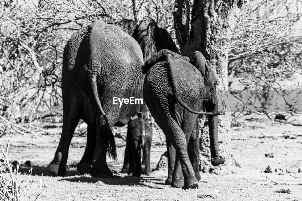 Elephant family frame - hwange national park zimbabwe