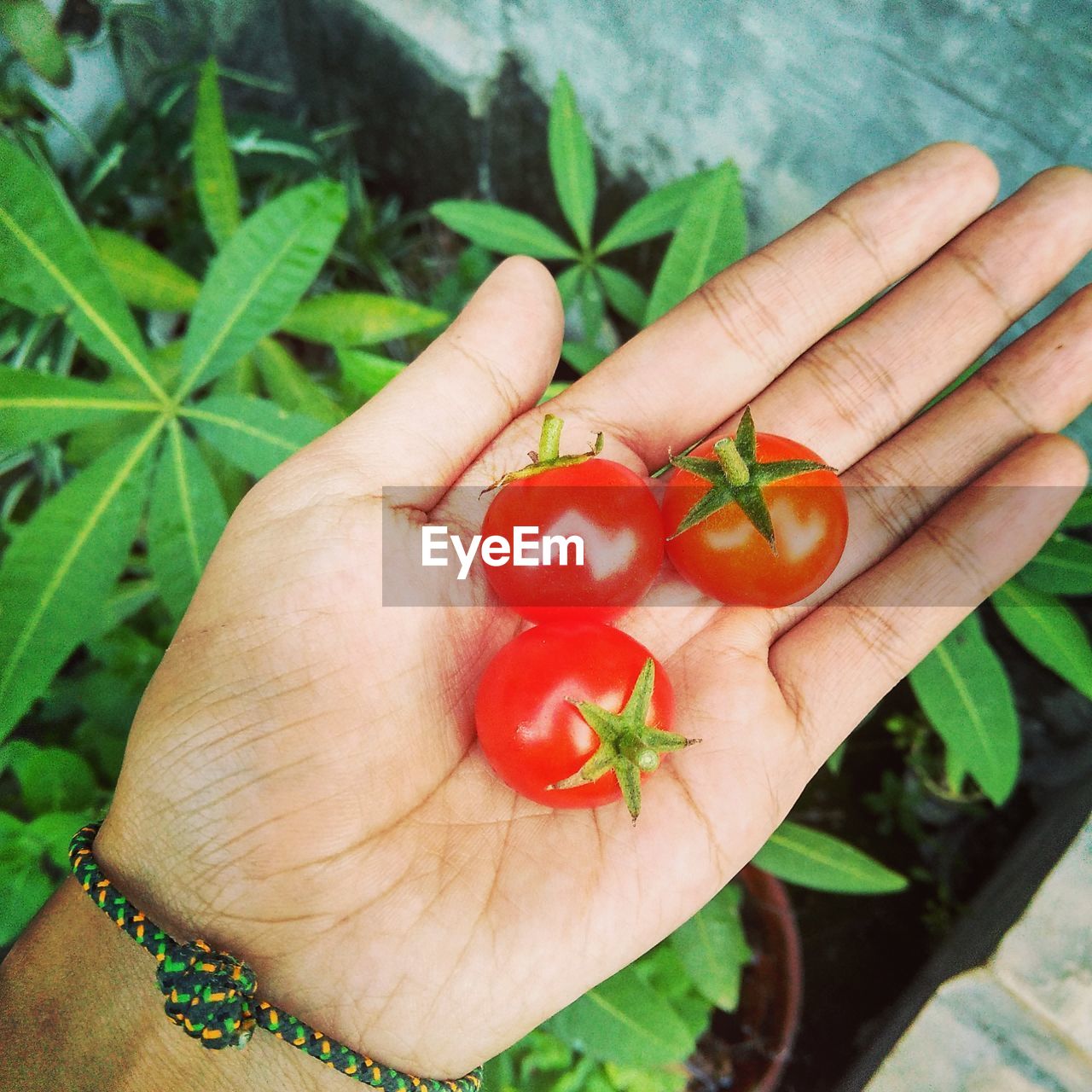 Cropped image of hand holding cherry tomatoes