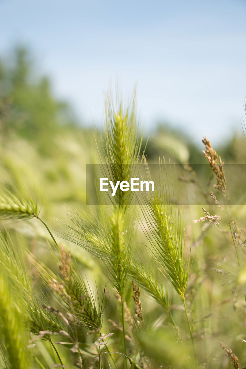 LOW ANGLE VIEW OF WHEAT FIELD