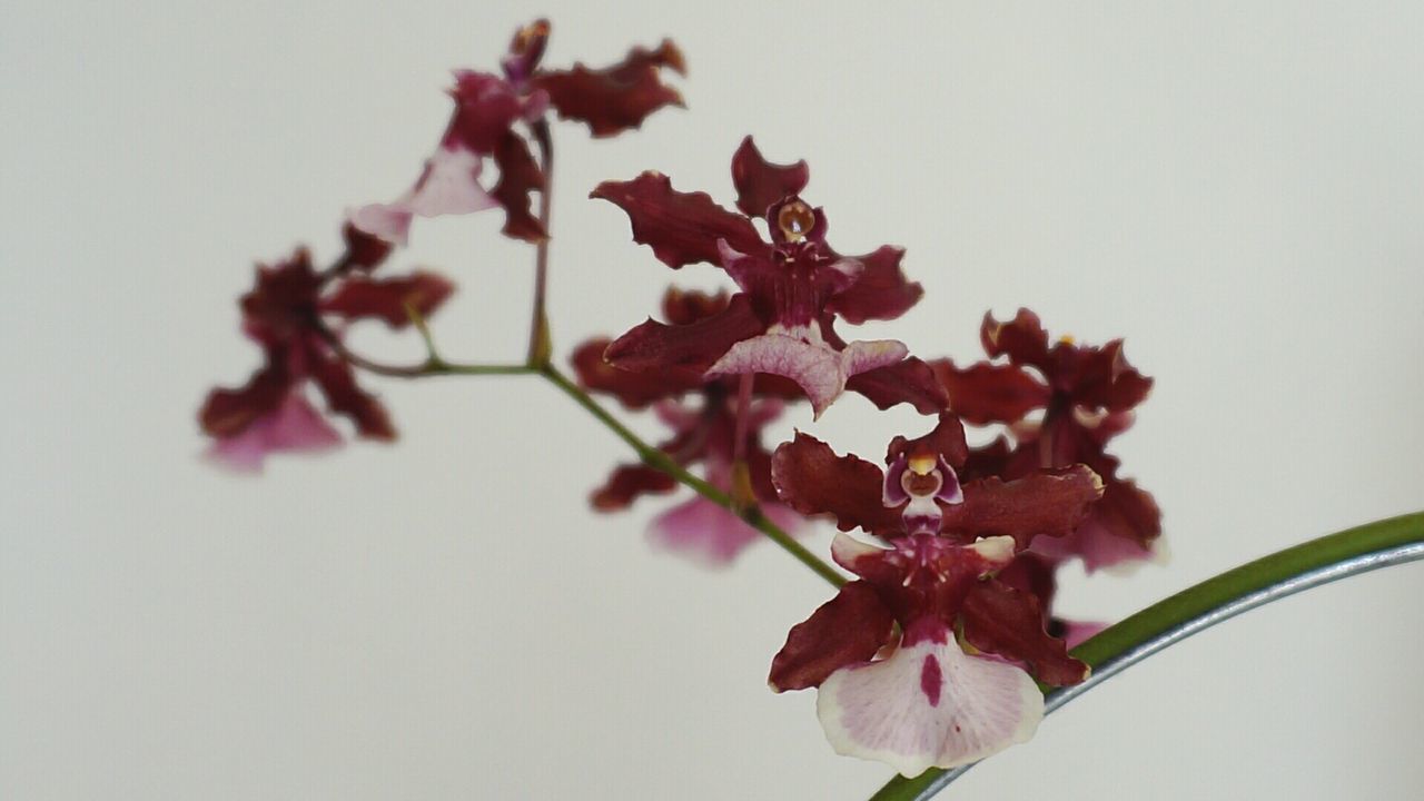 CLOSE-UP OF PINK FLOWERS AGAINST WALL