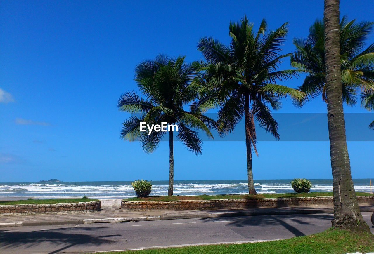 Palm trees on beach