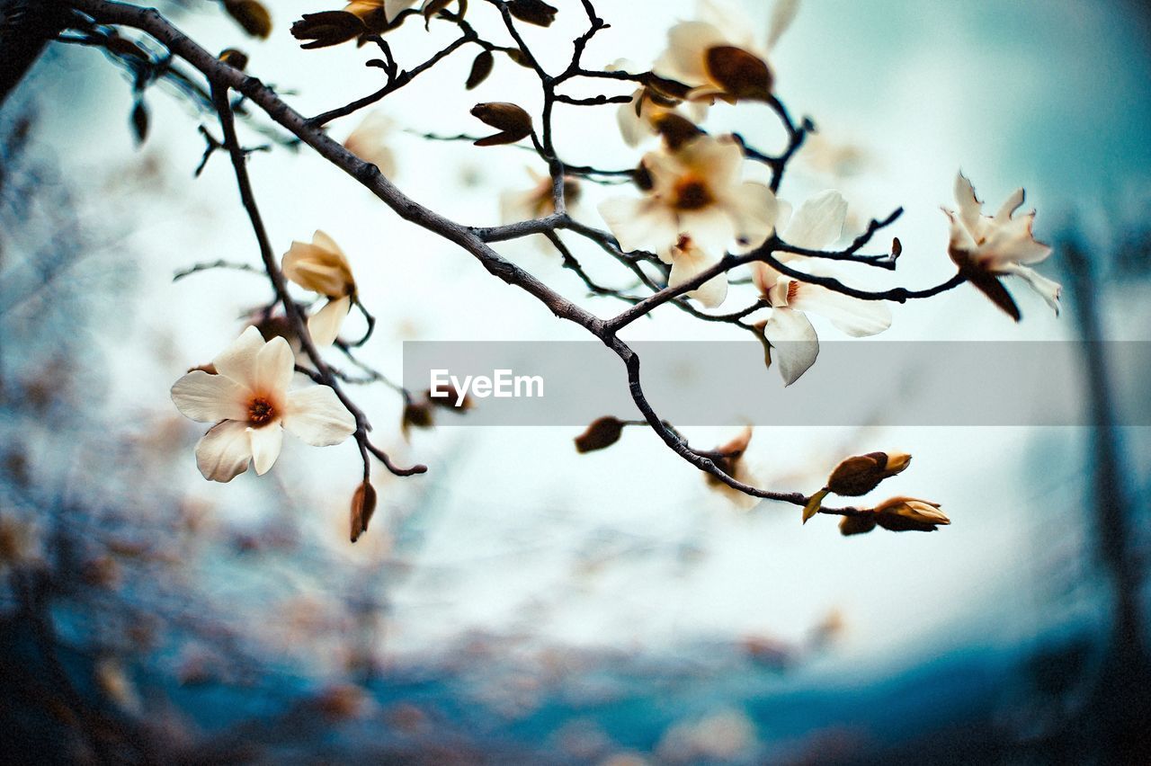 Low angle view of flower tree against sky