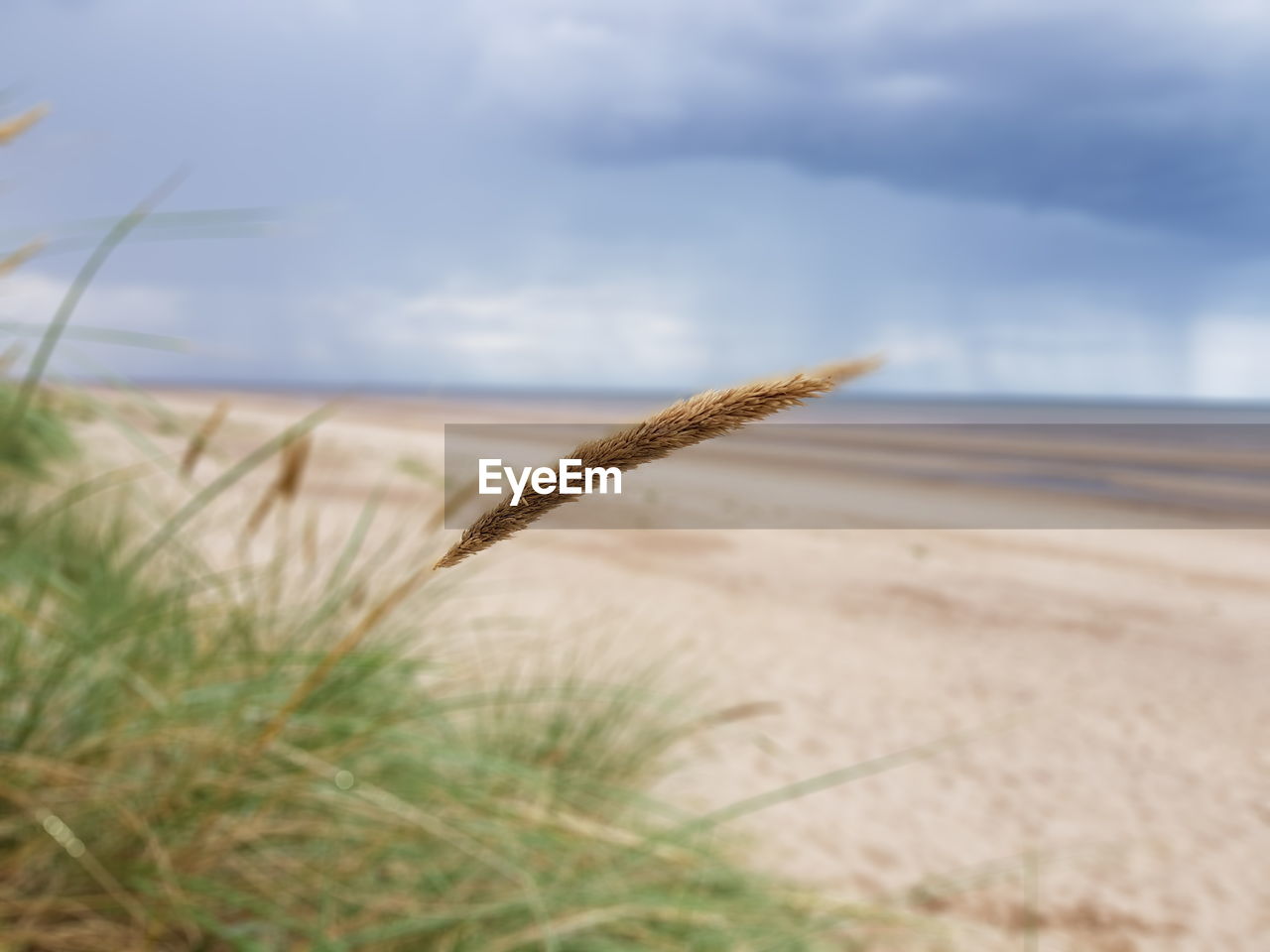 Close-up of grass on beach against sky