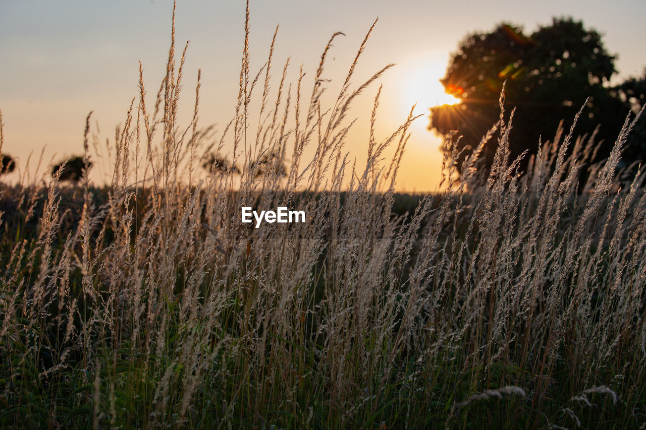 Scenic view of grassy field against sky at sunset