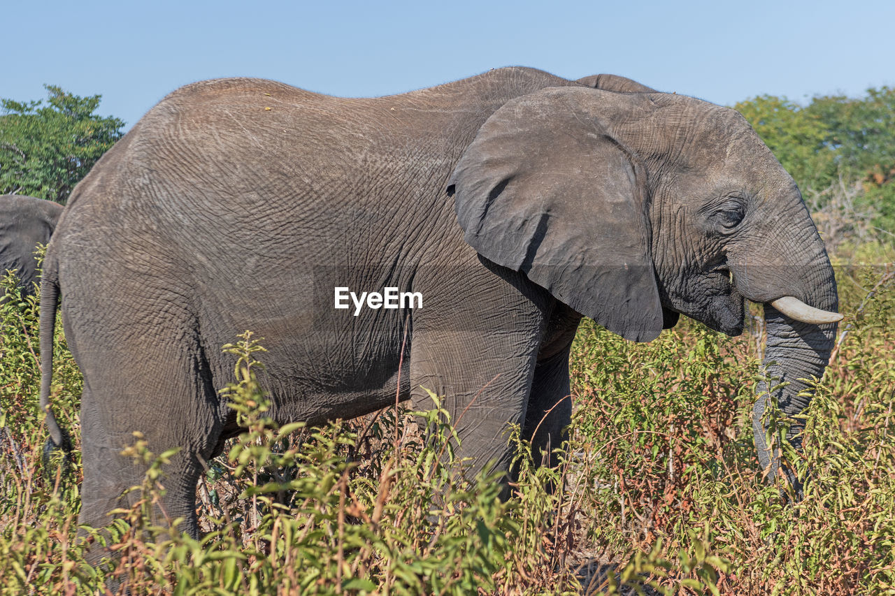 indian elephant, animal themes, animal, animal wildlife, elephant, wildlife, mammal, african elephant, safari, plant, animal body part, no people, one animal, nature, adventure, grass, environment, side view, travel destinations, tourism, tusk, tree, day, outdoors, sky, savanna, grassland, travel, animal trunk, land, landscape, beauty in nature