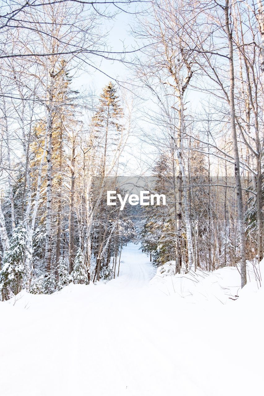 SNOW COVERED LAND AND TREES