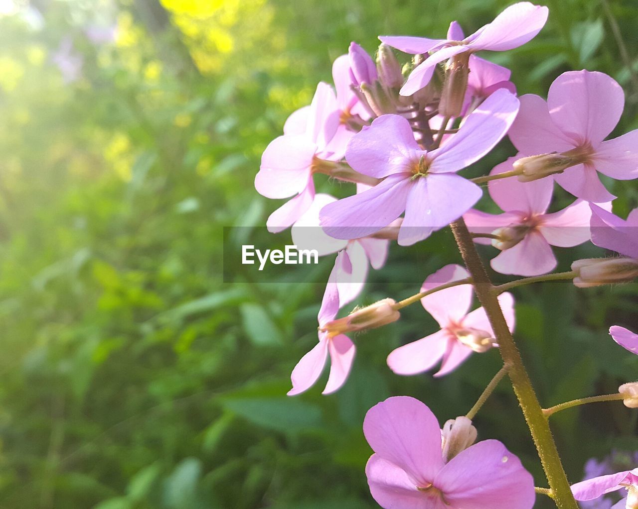 Close-up of pink flowers