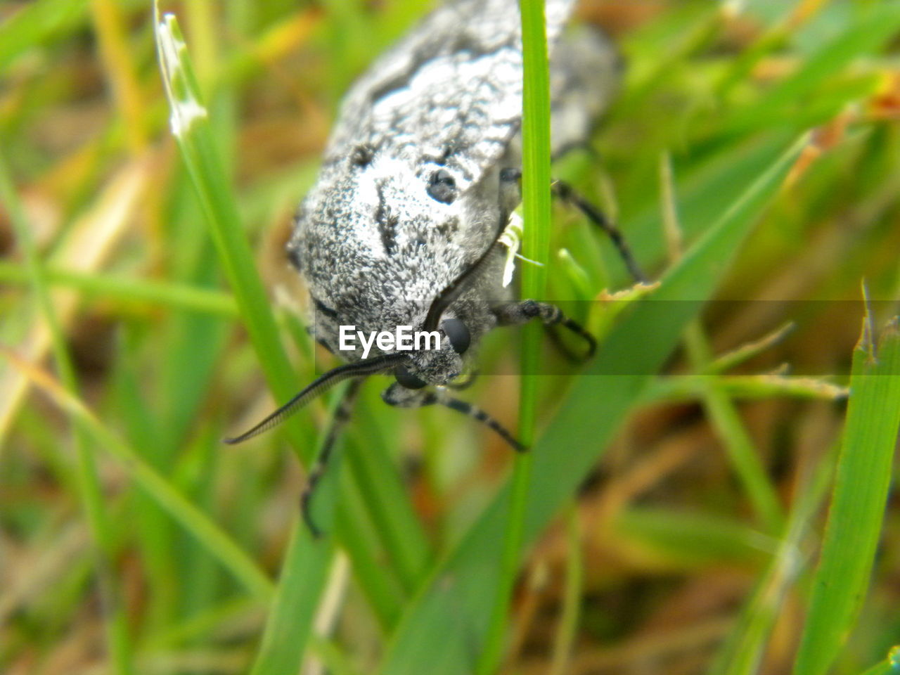 CLOSE-UP OF INSECT ON PLANTS