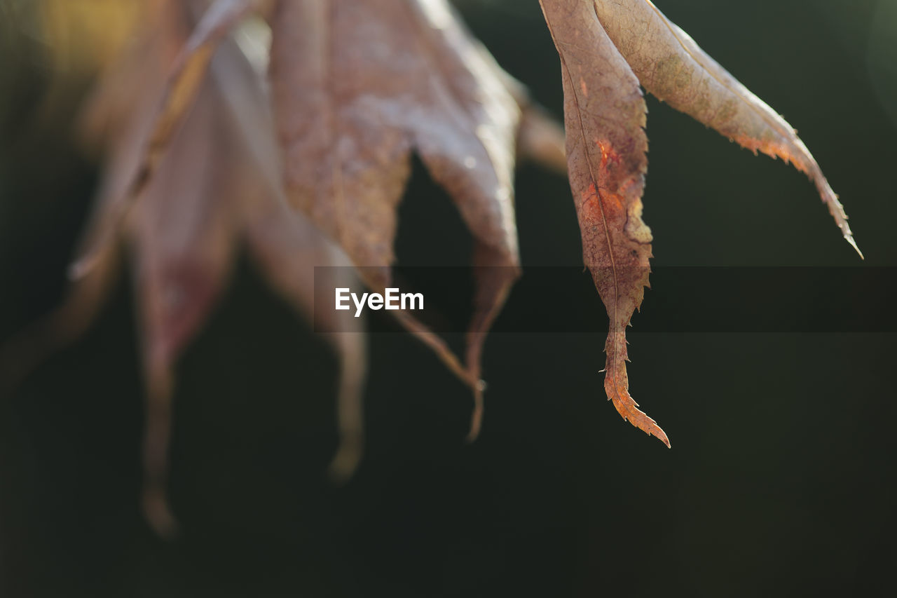 Background of dried leaves macro