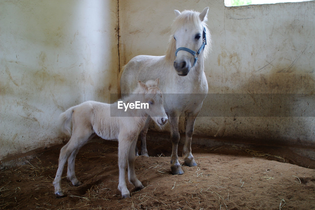 Horse with foal standing in stable