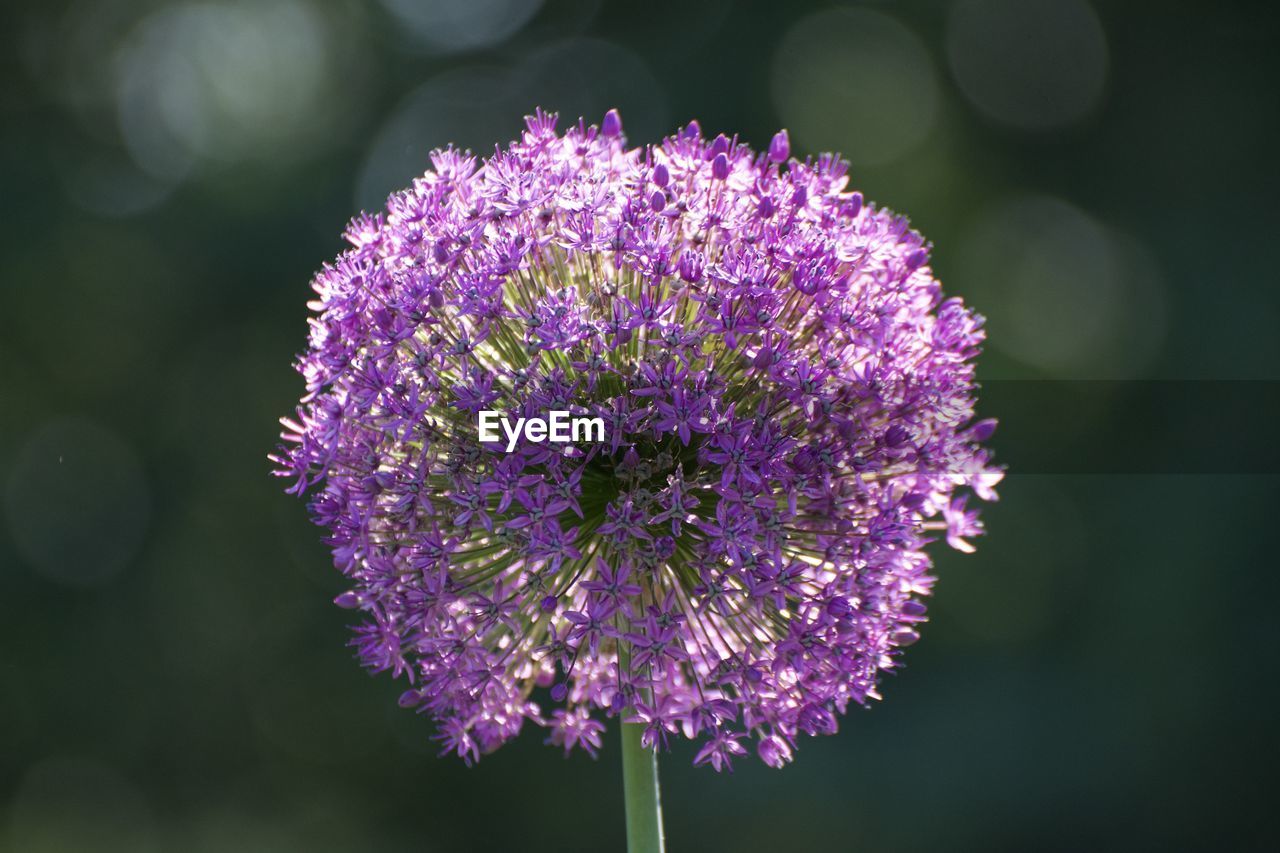 Close-up of purple flowering plant